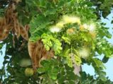 கண் பார்வைக் கோளாறு நீங்கி அற்புதமான பார்வைத் திறனை தரும் வாகை மருந்து!!