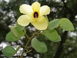 ஆரோக்கியம், அதிர்ஷ்டம் ரெண்டும் நிறைந்திருக்கும் ஆத்தி மரம்... உங்க வீட்ல இருக்கா?