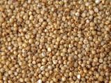 நம்ம முன்னோர்கள் சாப்பிட்ட சோளம் இப்ப எங்க போச்சு? இத நாம ஏன் சாப்பிடணும்?