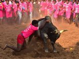 அலங்காநல்லூர் ஜல்லிக்கட்டுல 15 காளையை அடக்குன 23 வயசு சிங்கக்குட்டி பத்தி தெரியுமா?