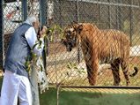 புலிகூட கேமாரவோட சண்டை போடறவர் யார்னு தெரியுதா? 