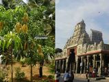 கந்த சஷ்டி 2019: திருச்செந்தூரில் மாமரம் வளர்வதில்லை  காரணம் தெரியுமா?