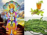 ஏகாதசி விரதம் இருப்பவர்கள் ஏன் அகத்திக்கீரையும் துளசி தீர்த்தமும் சாப்பிட வேண்டும் தெரியுமா?