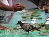 நம் முன்னோர்களை வணங்கி காகத்திற்கு ஏன் சோறு வைக்கிறோம் என்று உங்களுக்கு தெரியுமா?
