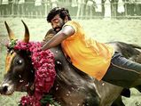 ஜல்லிக்கட்டு பற்றி உங்களுக்கு தெரியாத விஷயங்கள் என்னென்ன தெரியுமா?