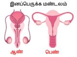 இனப்பெருக்க சக்தியை அதிகரிக்க தவறாமல் பின்பற்ற வேண்டியவைகள்!