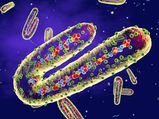 Marburg Virus : எபோலாவை விட கொடிய கொரோனாவை விட வேகமாக பரவக்கூடிய மரணத்தை உண்டாக்கும் மார்பர்க் வைரஸ்!