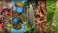 இந்த அரிய மூலிகைகள் இந்தியாவில் மட்டும்தான் கிடைக்குமாம்..இவை என்னென்ன அதிசயங்களை செய்யும் தெரியுமா? 