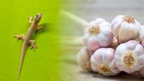 உங்க வீட்டில் பல்லி தொல்லை தாங்க முடியலையா? இந்த பொருட்களை யூஸ் பண்ணுங்க... ஒரேடியா ஓடிப்போயிரும்...! 