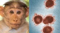 Monkey Fever: கர்நாடகாவில் அதிவேகமாக பரவும் குரங்கு காய்ச்சல் - இதன் அறிகுறிகள் என்னென்ன தெரியுமா?