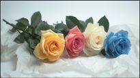 Rose Day 2024: ஒவ்வொரு நிற ரோஜாப்பூவுக்கும் என்ன அர்த்தம்-ன்னு தெரியுமா?