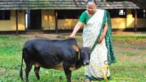கேரளாவின் அடையாளங்களில் ஒன்றான இந்த குட்டி மாட்டின் பால்தான் உலகிலேயே சத்தான பாலாம் தெரியுமா?