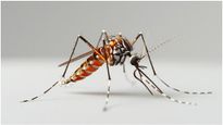 Dengue: பெங்களூருவில் அதிகரிக்கும் டெங்கு காய்ச்சல்: அதன் எச்சரிக்கை அறிகுறிகள் என்ன? அதை தடுப்பது எப்படி?
