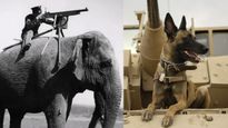 மிலிட்டரியில் தற்கொலைப் படையாக பயன்படுத்தப்படும் மிருகங்கள் என்னென்ன தெரியுமா? இதைக்கூடவா யூஸ் பண்ணாங்க...!