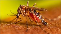 Dengue: டெங்குவில் சிக்காம தப்பிக்கணுமா? அப்ப டாக்டர் ஃபரூக் அப்துல்லா கூறும் ரூல்ஸை ஃபாலோ பண்ணுங்க...