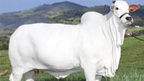 அடேங்கப்பா ஒரு பசுமாட்டின் விலை 35 கோடியா? இந்திய வம்சாவளியை சேர்ந்த இந்த மாட்டில் என்ன ஸ்பெஷல் தெரியுமா?