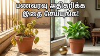 மணி பிளாண்ட் செடியை இப்படி வைங்க… கோடை வெயிலிலும் பணவரவு குறையாம இருக்க ரகசியம்!