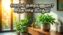 கோடை வெயிலில் வீடு அனல் பறக்குதா? இந்த வாஸ்து செடிகள் இருந்தா போதும்… குளிர்ச்சியும் அதிர்ஷ்டமும் தேடி வரும்!