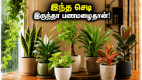 மழைக்காலத்தில் வீட்டில் இந்த செடிகளை வைத்தால்… பணமும் அதிர்ஷ்டமும் தானாக தேடி வரும், தெரியுமா?
