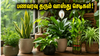 மழைக்காலத்தில் வீட்டில் இந்த செடிகளை வைத்தால் போதும்… வாஸ்து தோஷம் நீங்கி பணவரவு கொட்டும்!