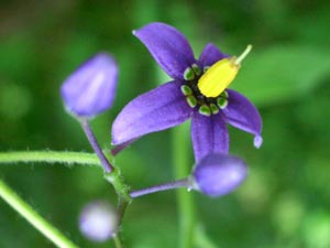 Nightshade Nightshade