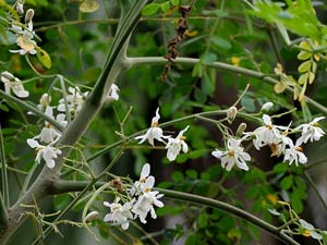 Murungai Flower Murungai Flower