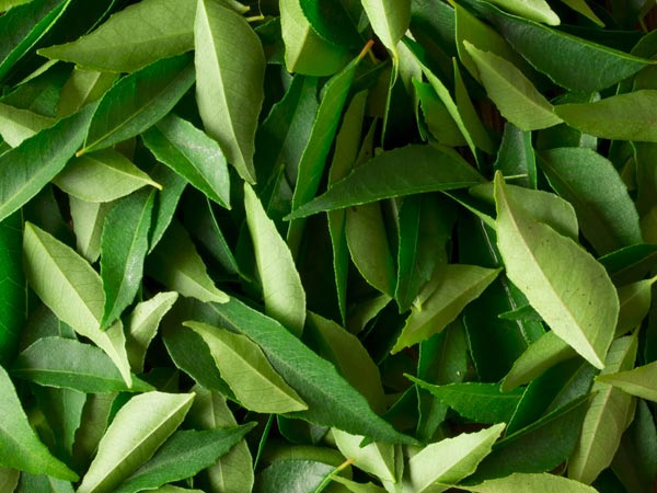 Curry Leaves Curry Leaves
