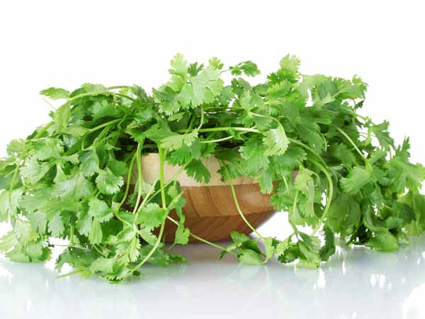 கொத்தமல்லி