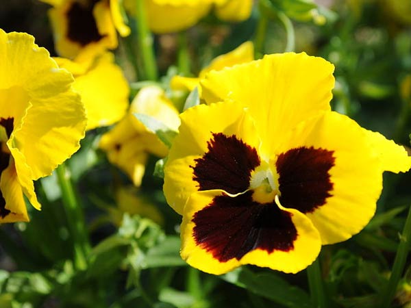 பான்சி (Pansy)