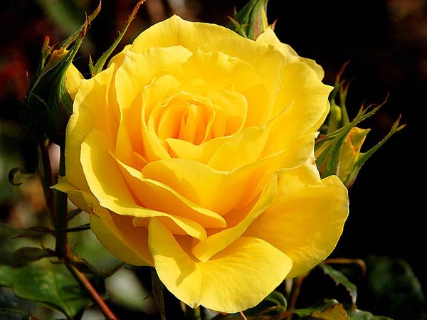 மஞ்சள் ரோஜா (Yellow Rose)