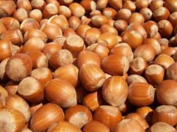 ஹேசில் நட்ஸ்