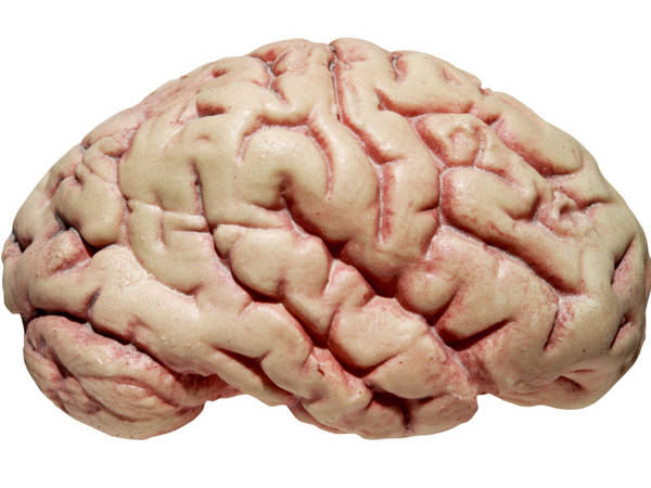 இனி காதலின் சின்னம் மூளை