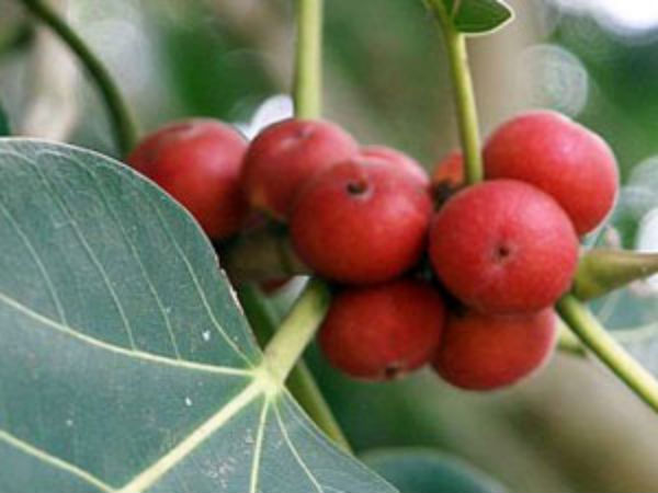 குழந்தை வரத்திற்கு ஆலம்பழம்