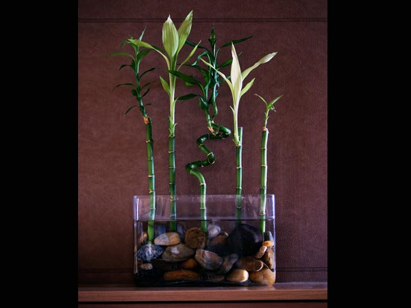 மூங்கில் (Bamboo)