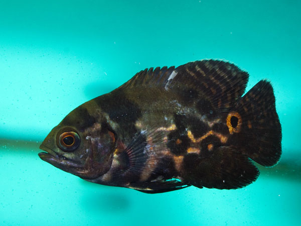 ஆஸ்கார் மீன் (Oscar fish)