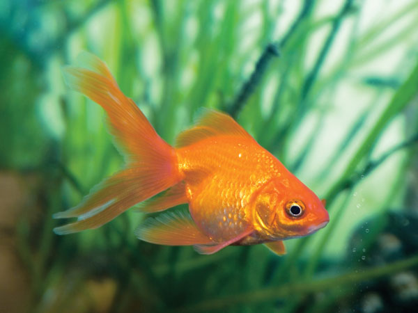 தங்க மீன் (Goldfish)