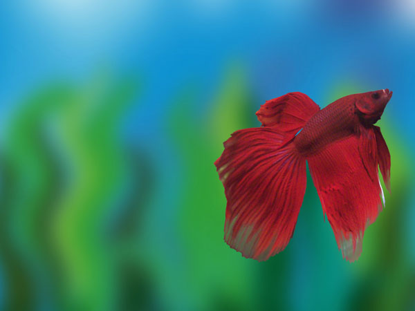 பெட்டா ஸ்பெலென்டன் மீன் (Betta splendens)