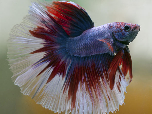 சிவப்பு, வெள்ளை மற்றும் நீல பெட்டா மீன் (Red, white and blue beta fish)