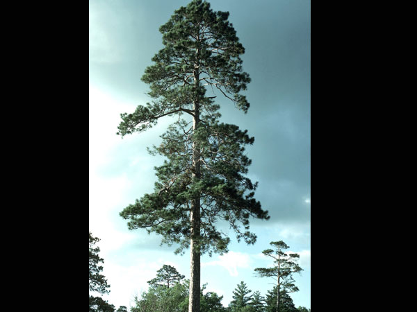 சிவப்பு பைன் (Red Pine)