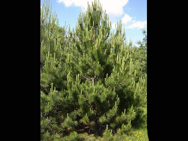 ஆஸ்திரேலிய பைன் (Austrian Pine)