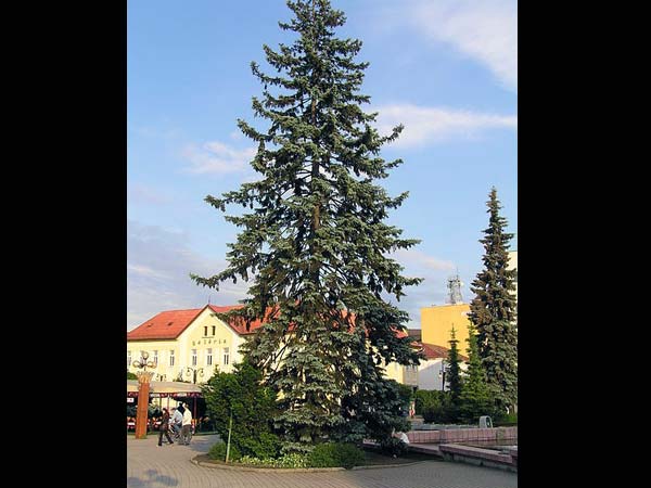 கொலோராடோ ப்ளூ ஸ்புரூஸ் (Colorado Blue Spruce)