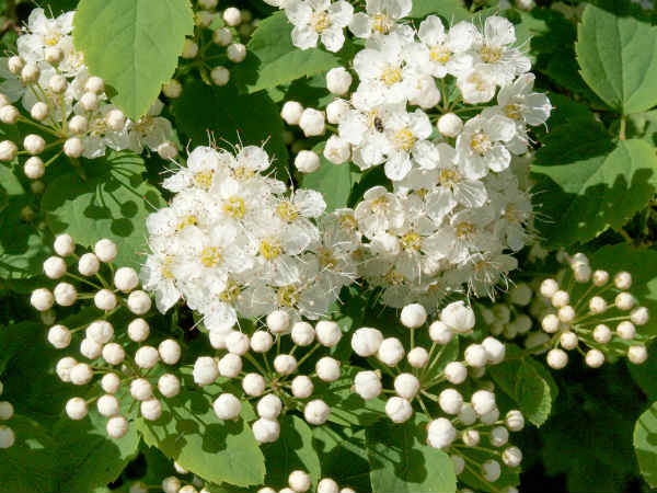 மல்லிகை