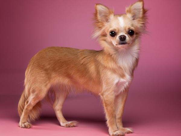 சிவாவூ நாய் (Chihuahua)