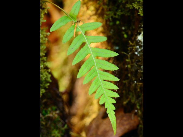 அதிமதுர இலை