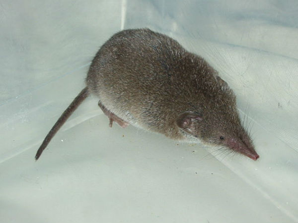 மூஞ்சூறு