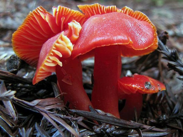 ஹைக்ரோசைப் காக்சினே (Hygrocybe coccinea)