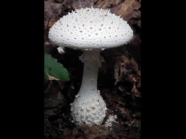 அமனிட்டா விர்ஜிநியோட்ஸ் (Amanita virgineoides)