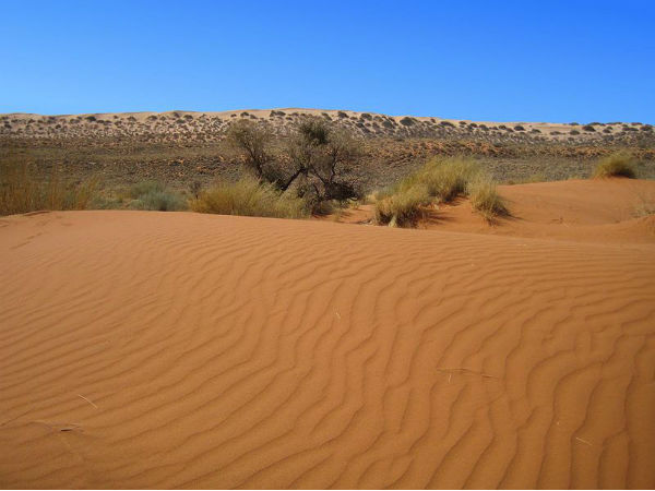 கலஹாரி பாலைவனம் (Kalahari Desert)