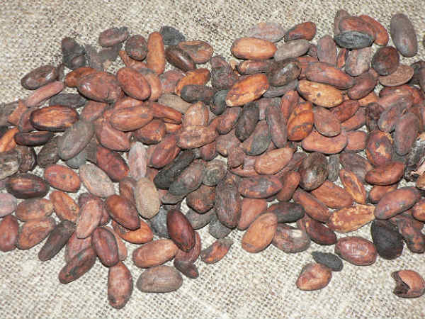 கோகோ பீன்ஸ்