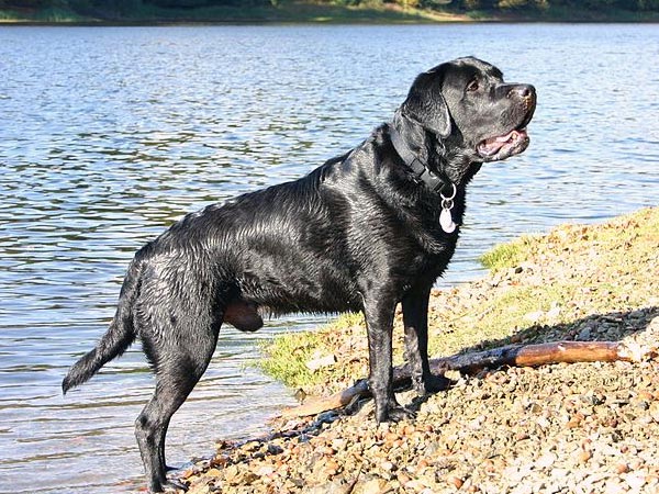 லாப்ரடர் ரெட்ரீவர்